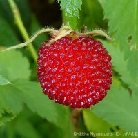 Rubus rosifolius Sm.